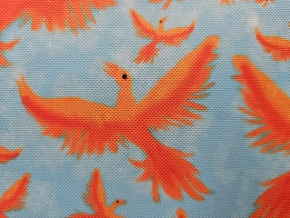 Kočárkovina Fénix